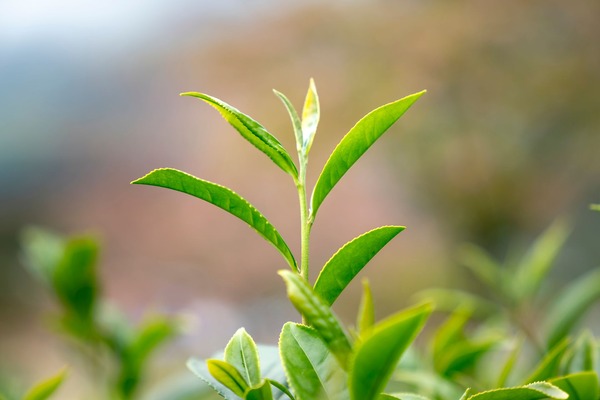 日照绿茶